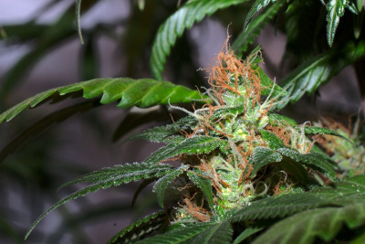 kukkuluuruu nice bud