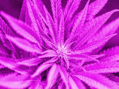 kukkuluuruu psychedelic