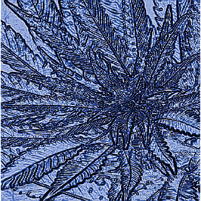 cannabis blue
