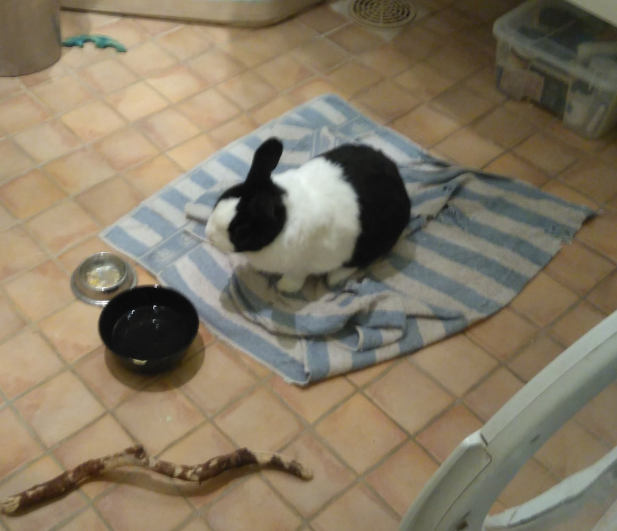 rabbit waiting for food