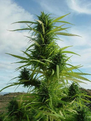 kukkuluuruu out in the air