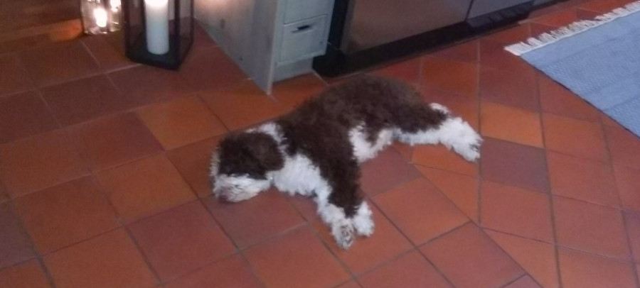 spanish water dog 01