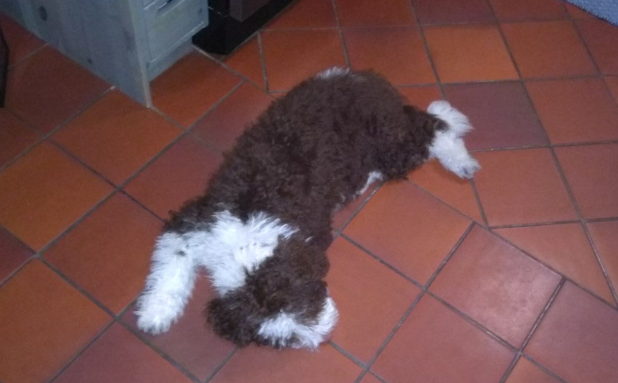 spanish water dog 02