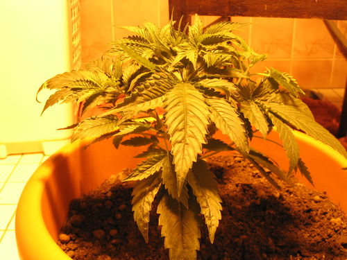 white_widow_2054.jpg