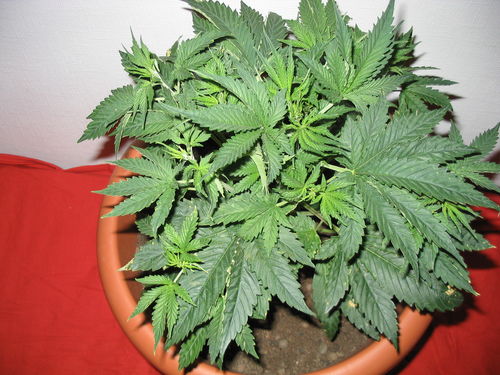white_widow_2060.jpg