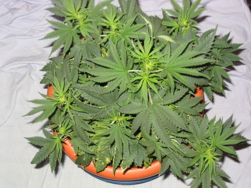 white_widow_2083.jpg
