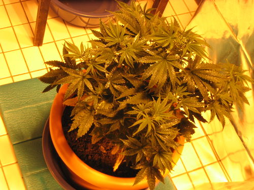 white_widow_2088.jpg