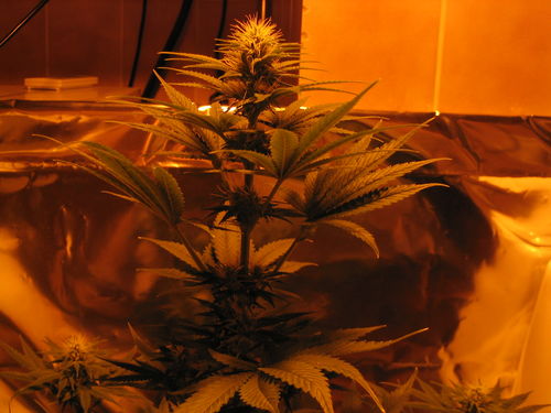white_widow_2131.jpg