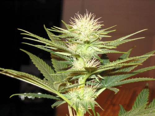white_widow_2133.jpg