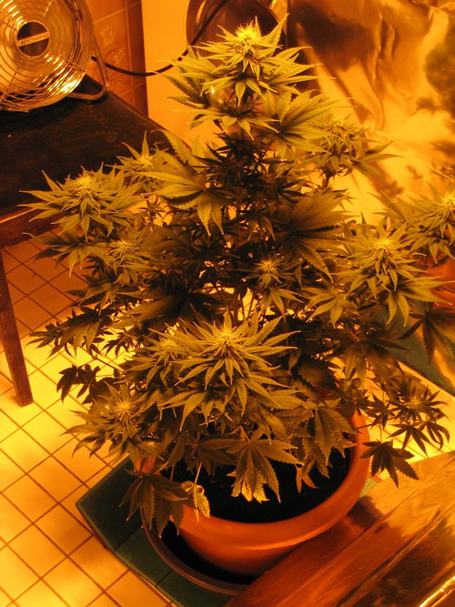 white_widow_2144.jpg