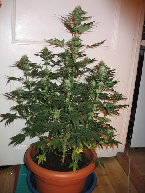 white_widow_2155.jpg
