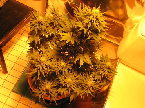 white_widow_2159.jpg