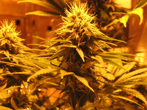 white_widow_2177.jpg