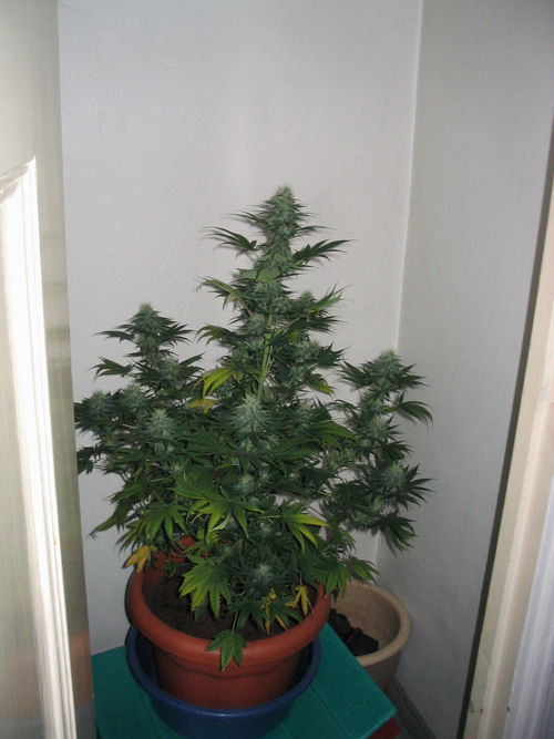 white_widow_2198.jpg