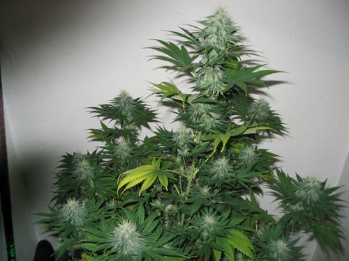 white_widow_2200.jpg