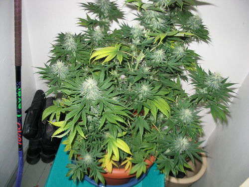 white_widow_2202.jpg