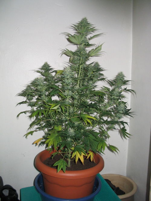white_widow_2204.jpg
