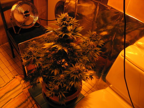 white_widow_2209.jpg