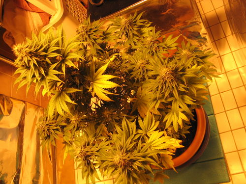 white_widow_2232.jpg