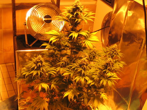 white_widow_2233.jpg