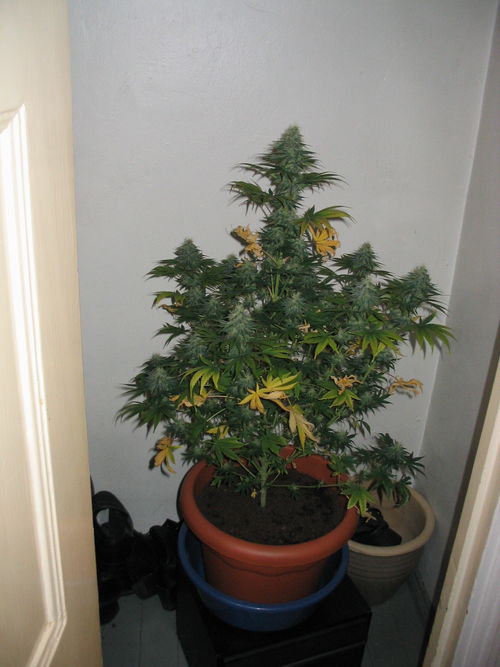 white_widow_2241.jpg