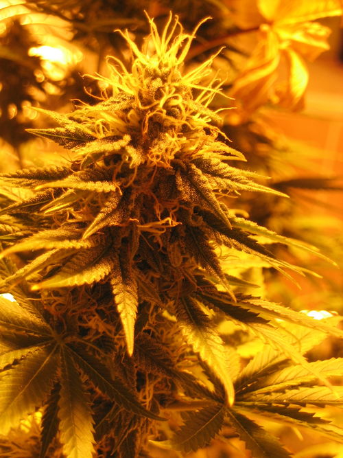 white_widow_2254.jpg