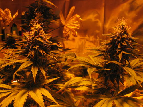 white_widow_2256.jpg
