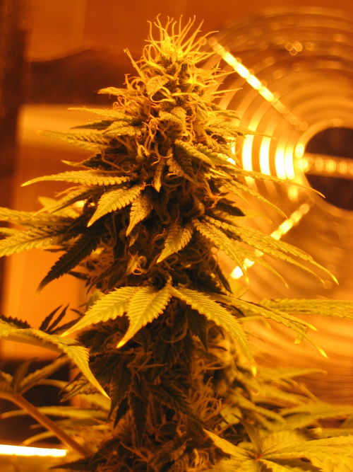 white_widow_2258.jpg