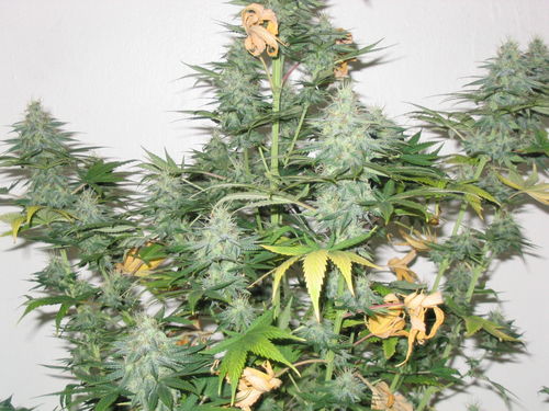 white_widow_2278.jpg
