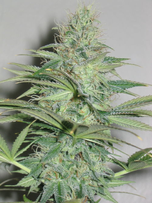 white_widow_2282.jpg
