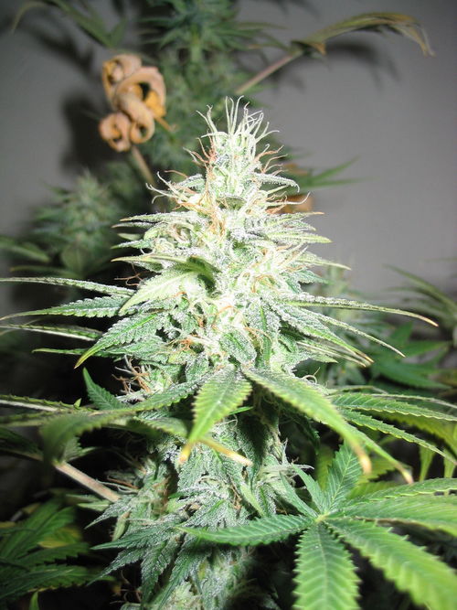 white_widow_2285.jpg