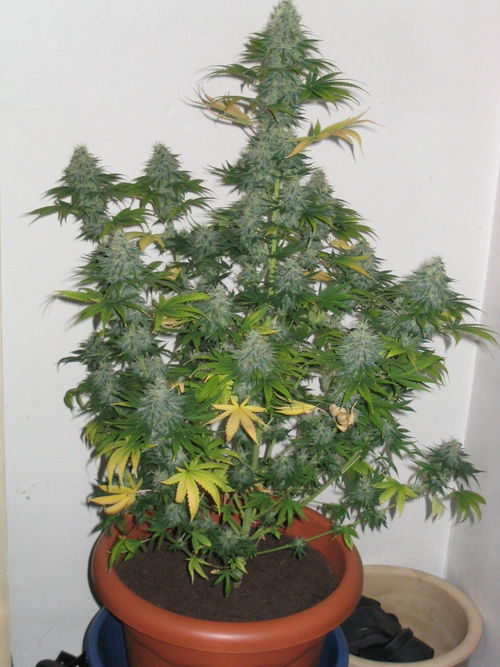 white_widow_2299.jpg
