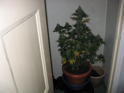 white_widow_2300.jpg