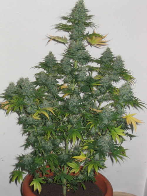 white_widow_2302.jpg