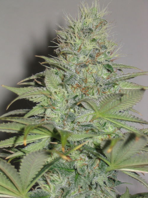 white_widow_2318.jpg