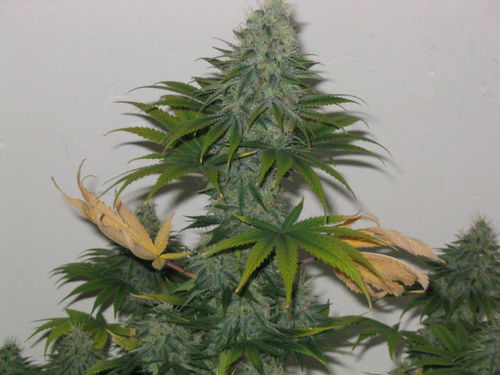 white_widow_2340.jpg