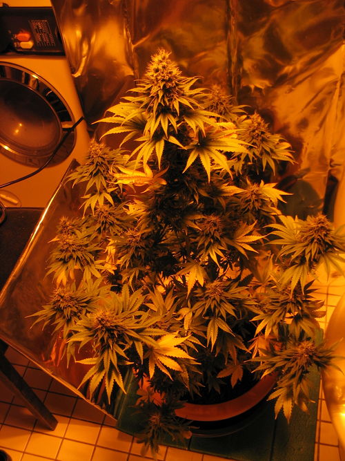 white_widow_2365.jpg