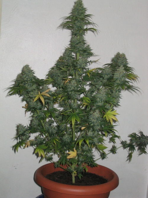 white_widow_2402.jpg