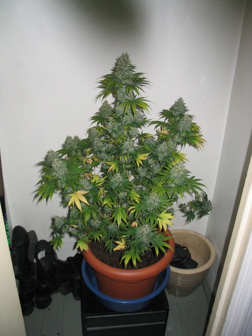 white_widow_2404.jpg