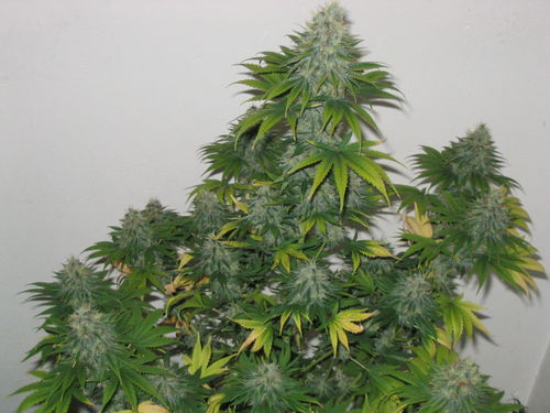 white_widow_2405.jpg