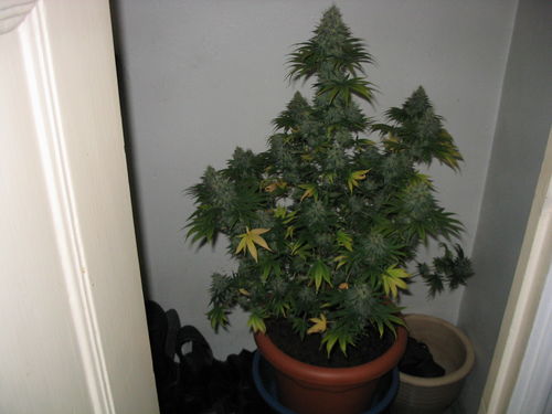 white_widow_2407.jpg