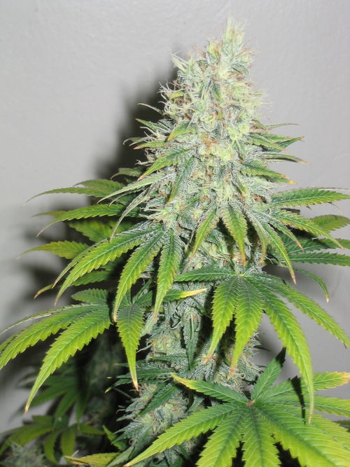 white_widow_2408.jpg