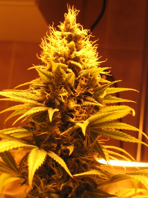 white_widow_2422.jpg