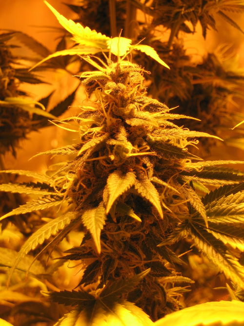white_widow_2425.jpg