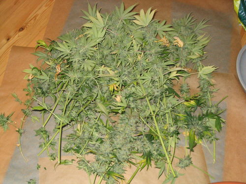 white_widow_2458.jpg