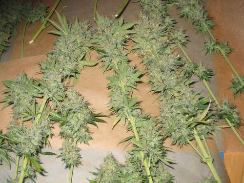 white_widow_2471.jpg