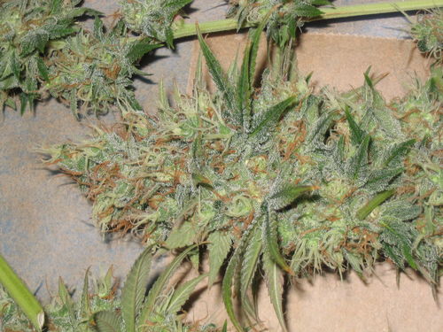 white_widow_2474.jpg